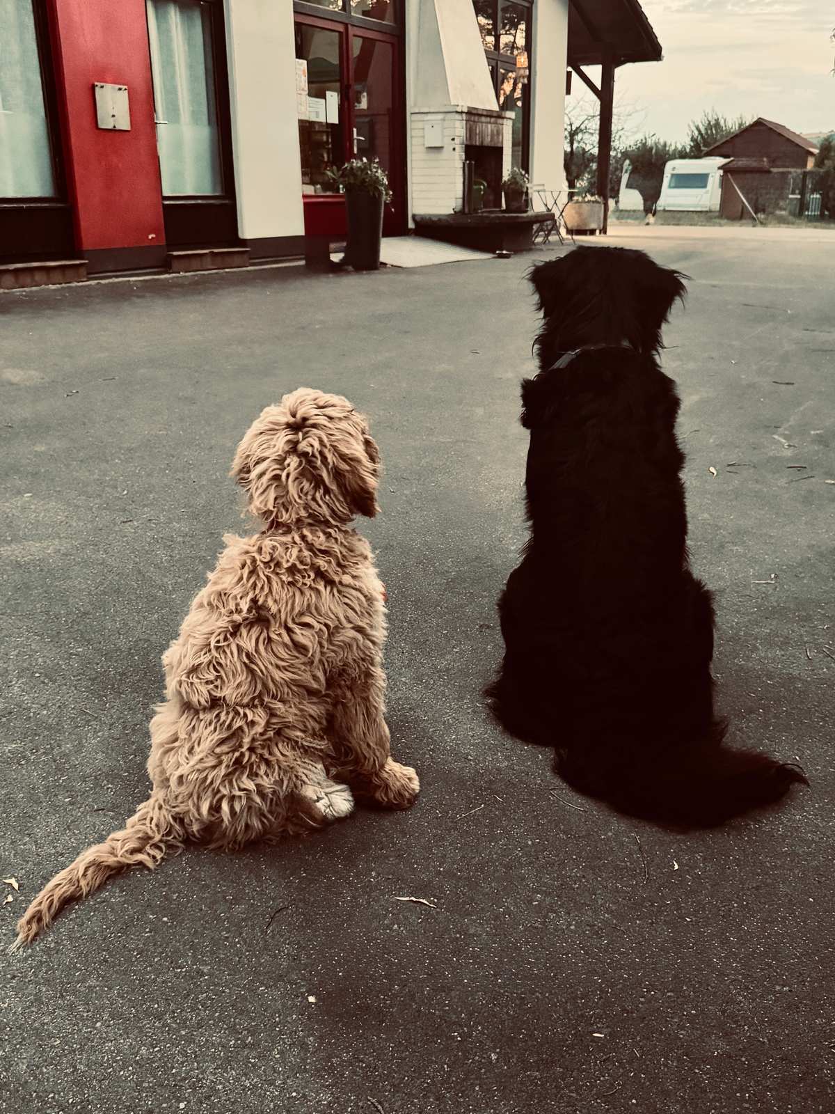 Twee honden zitten op het asfalt voor een gebouw
