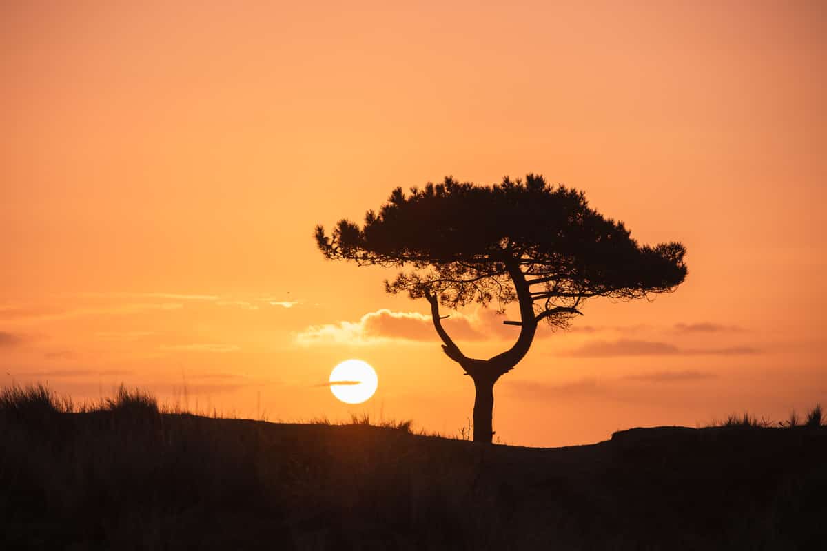 Ondergaande zon naast een boom tegen een oranje lucht