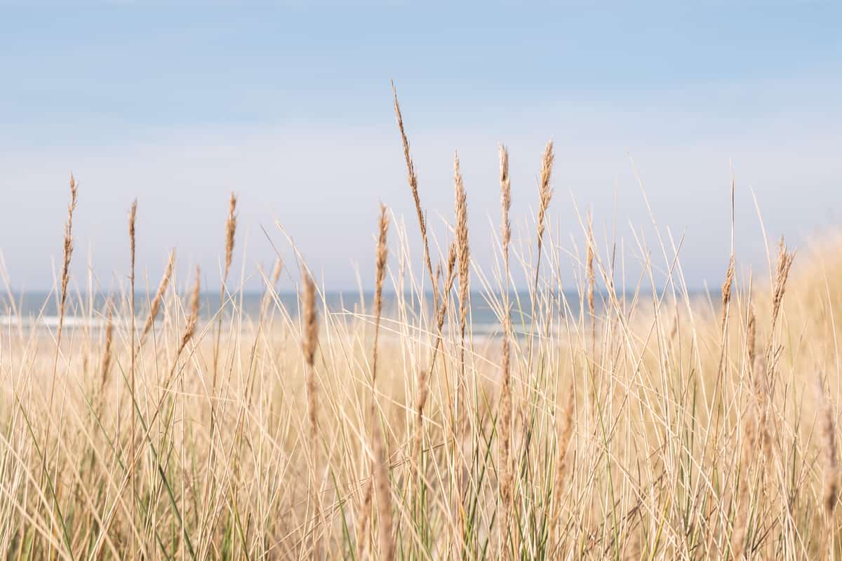 Helmgras in de duinen met de Noordzee op de achtergrond, Terschelling