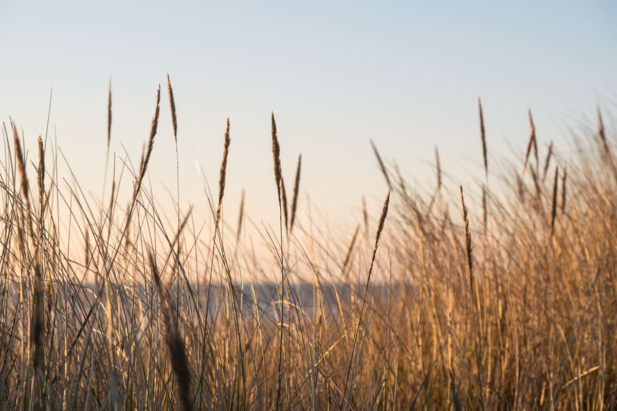 Helmgras in het avondlicht in de duinen van Terschelling