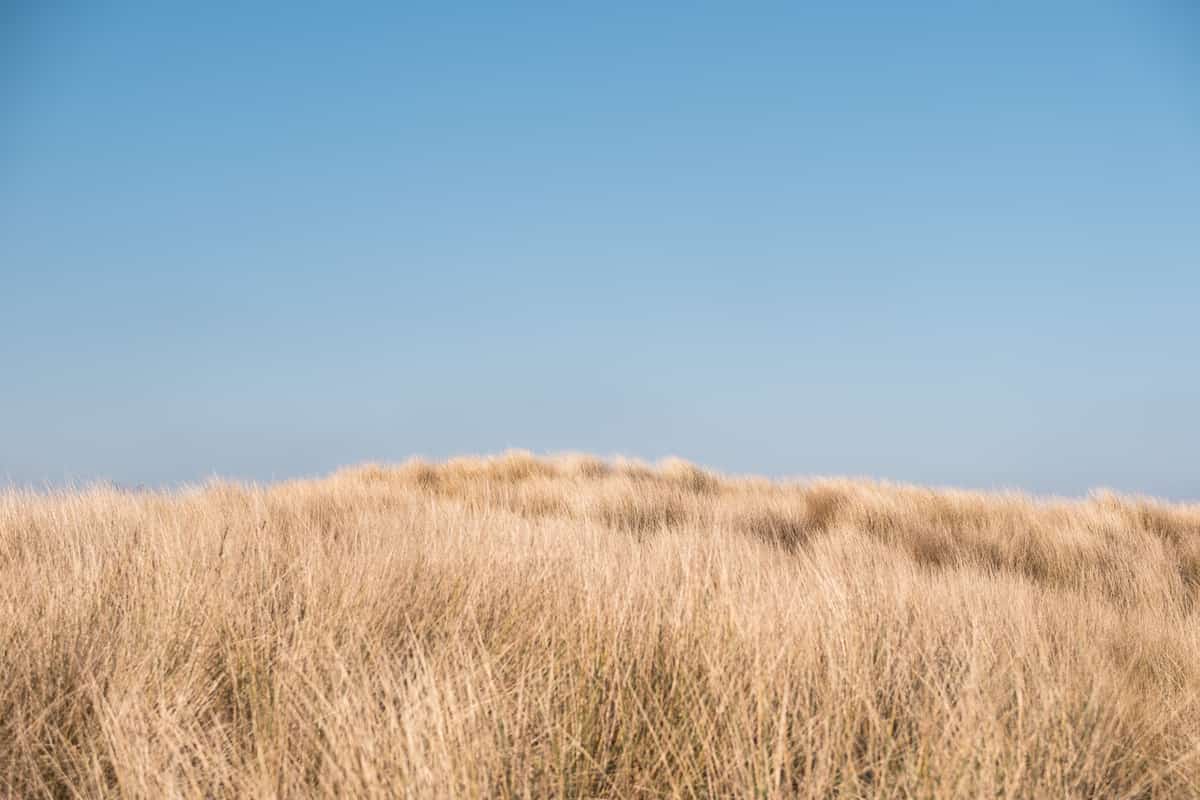 Duinen met helmgras onder een blauwe lucht op Terschelling