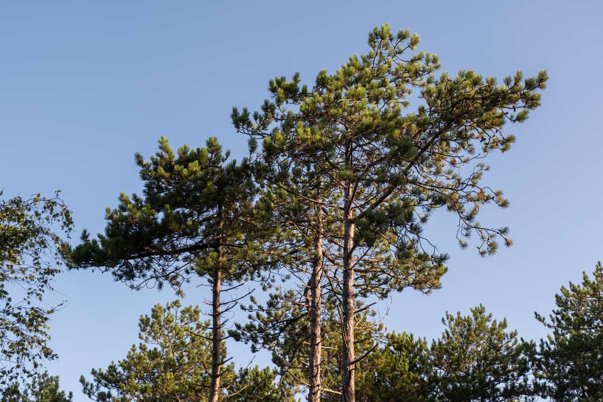 Dennenbomen op het duin tegen een blauwe lucht op Terschelling