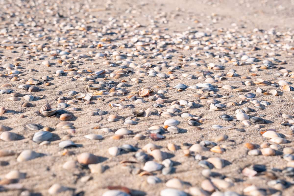 Schelpen op het strand van Terschelling
