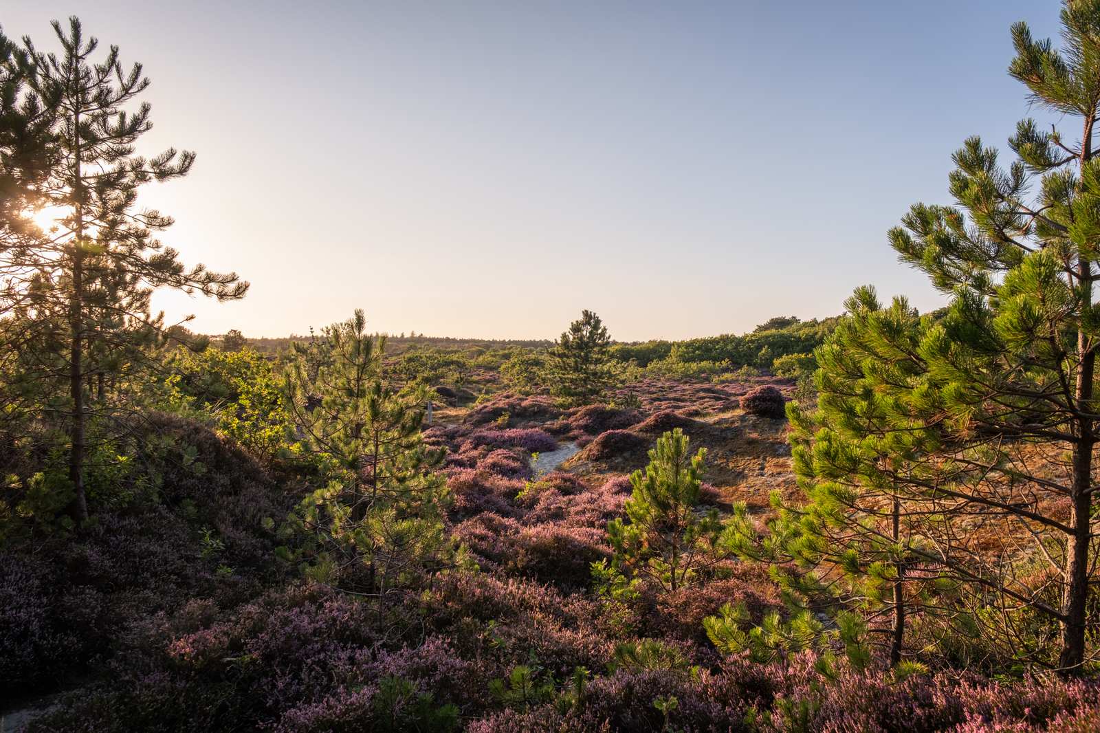Heide en dennen in de duinen van Terschelling