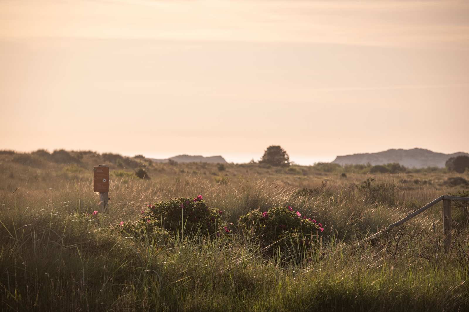 Duinlandschap met heide in de ochtendzon op Terschelling