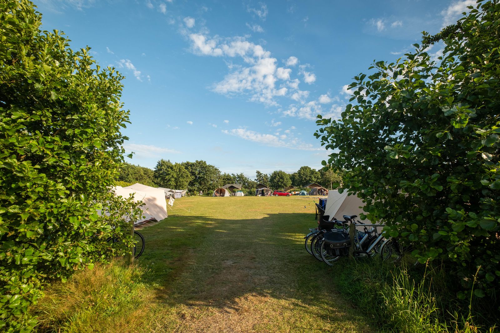Tenten op een grasveld achter groene heggen, met fietsen op de voorgrond