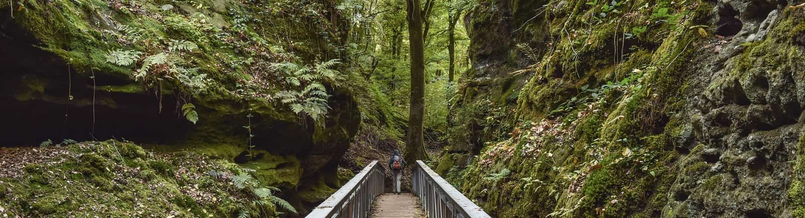 Houten loopbrug door een smalle boskloof