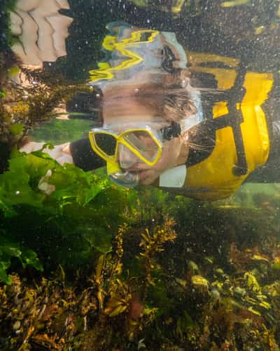 Snorkelaar met geel duikmasker zwemt tussen groene zeewierbladeren.