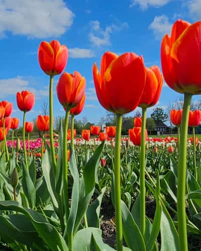 Rood-oranje tulpen in een veld onder een blauwe lucht
