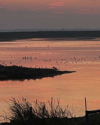 Ondiep water met vogels en palen onder een roze avondlucht