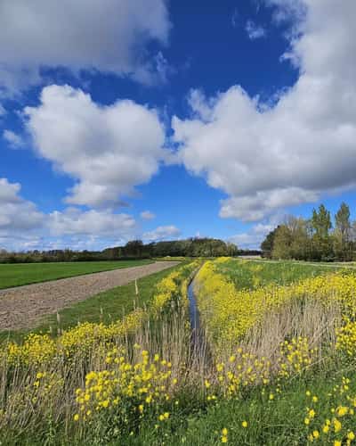 Gele bloemen langs een sloot tussen akkers onder wolkenlucht