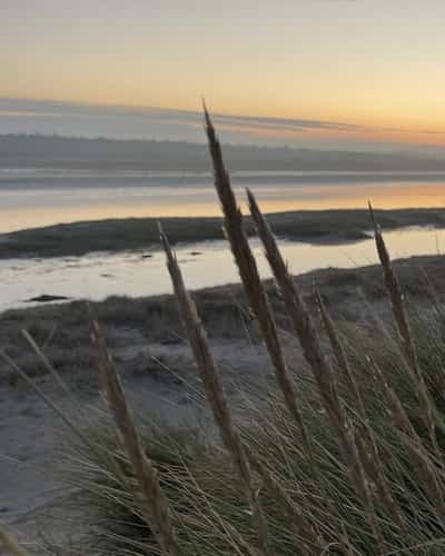 Duinengras aan het water bij zonsondergang