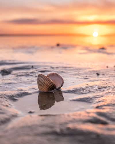 Schelp op nat zand bij zonsondergang aan zee