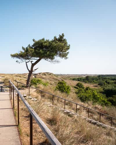 Vlonderpad met een eenzame boom op het duin bij Arjensduin op Terschelling