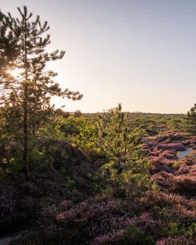 Heide en dennen in de duinen van Terschelling