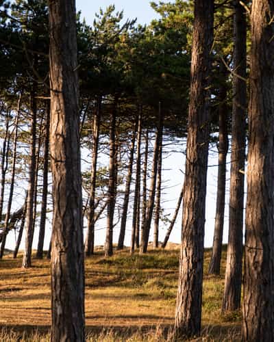 Wandelpad tussen hoge dennen in het bos bij Hee op Terschelling