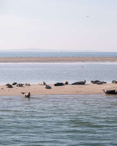 Zeehonden op een zandplaat in de Waddenzee bij Terschelling