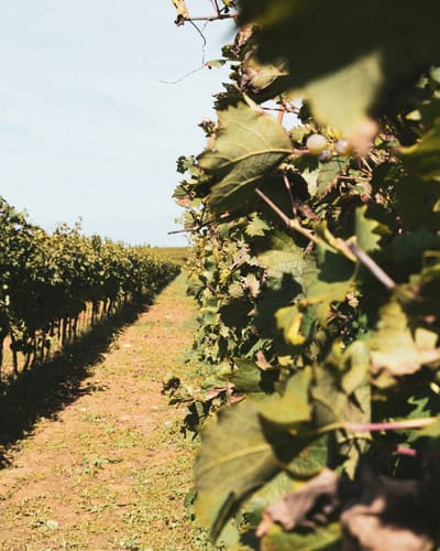 Valpolicella wine tour