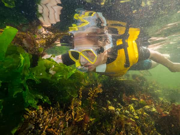 Snorkelaar met geel duikmasker zwemt tussen groene zeewierbladeren.