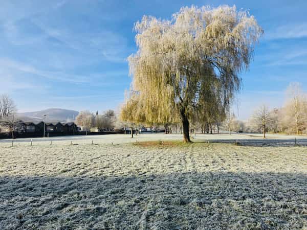 grosser-baum-frostige-wiese-6a33bc9a2994d.jpg