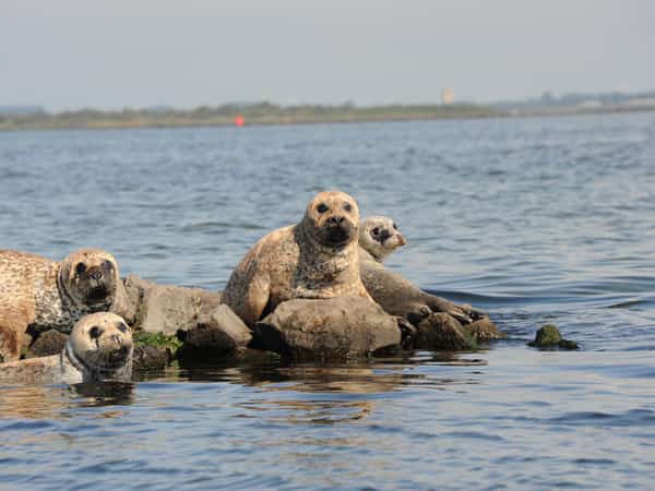 Vier zeehonden op rotsen en in het water