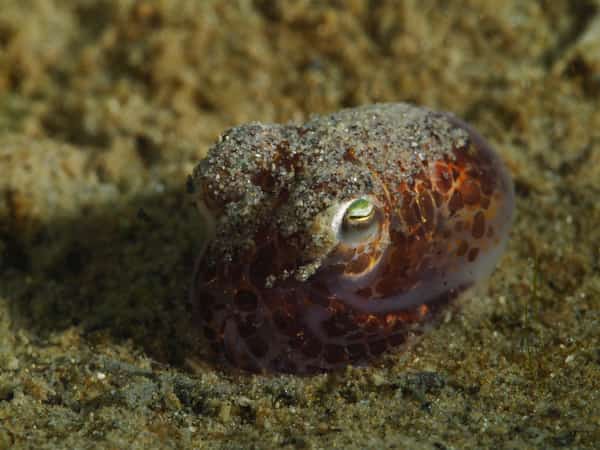 Zandbedekt zeedier met groen oog op de zeebodem