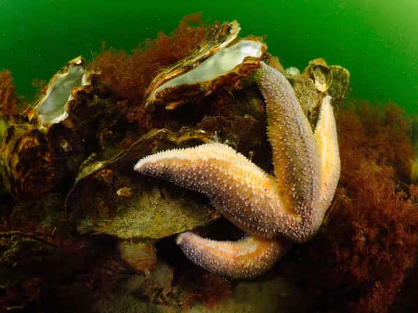 Wit-oranje zeester tussen bruine algen in groen water