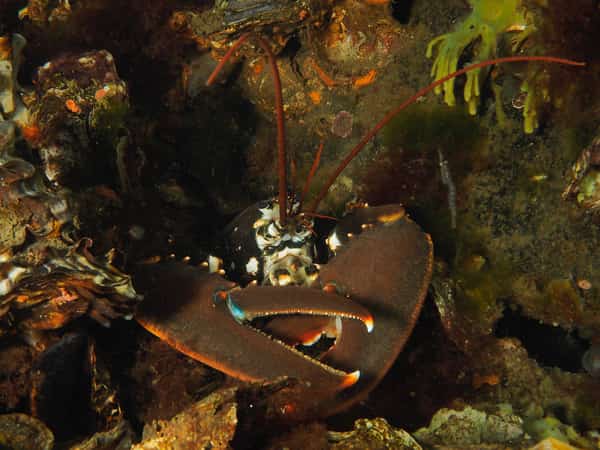 Krab met grote scharen tussen rotsen en zeewier onder water