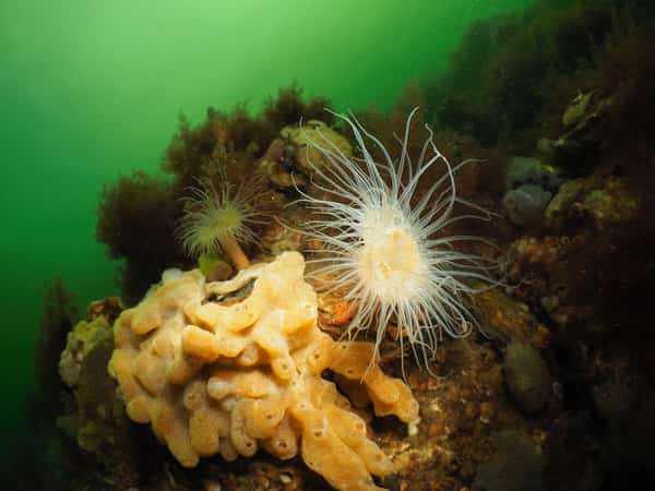 Witte zeeanemonen tussen gele sponzen op een rots onder water