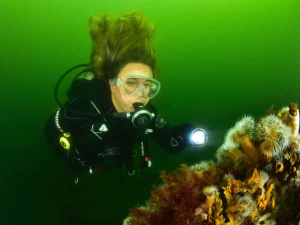 Duiker met duiklamp naast een met zeeanemonen begroeide wand