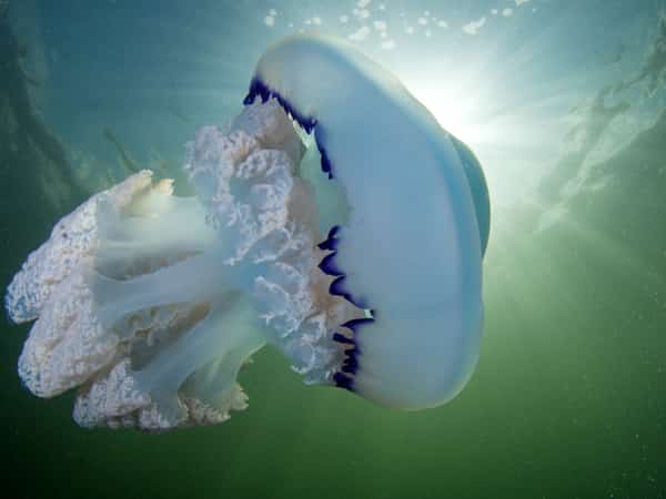 Doorzichtige kwallen met blauwe randen in groenblauw water