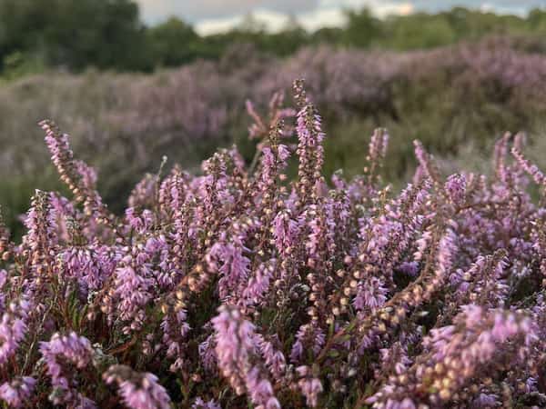 Paarse heidebloemen onder een bewolkte lucht met bomen in de verte