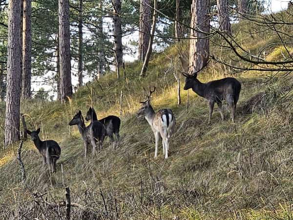 Vijf herten op een grashelling tussen de bomen