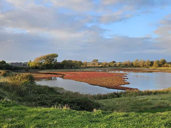 Ondiep water met roodbruine oeverplanten en gras onder bewolkte lucht