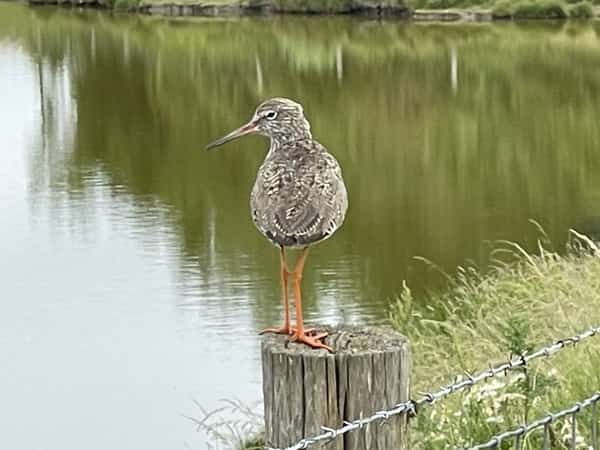 Steltloper op een houten paal naast een vijver
