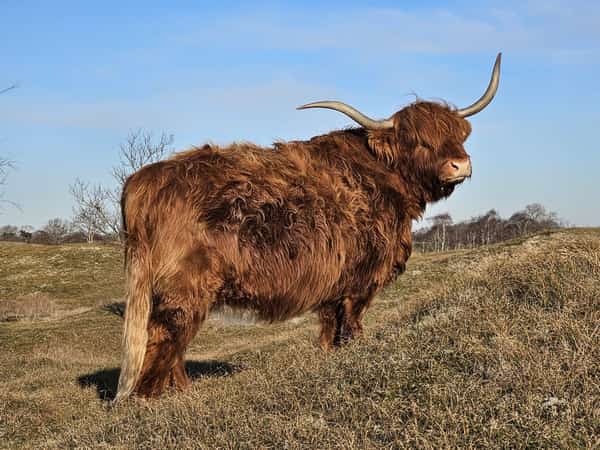 Bruine Schotse hooglander met lange hoorns in een grasland