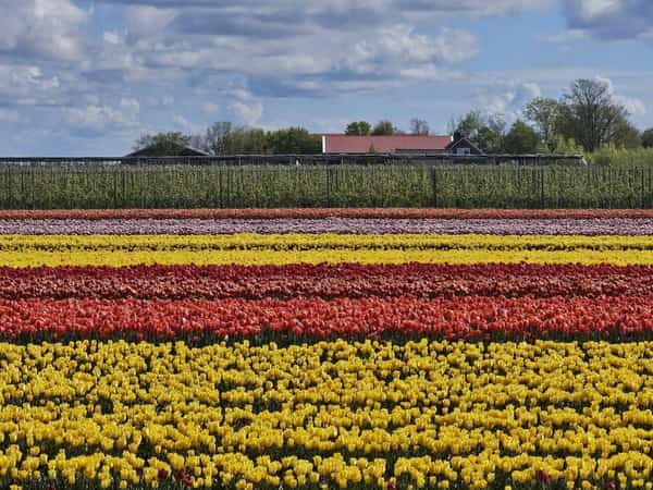 Rijen gele, rode en paarse tulpen voor bomen en een boerderij