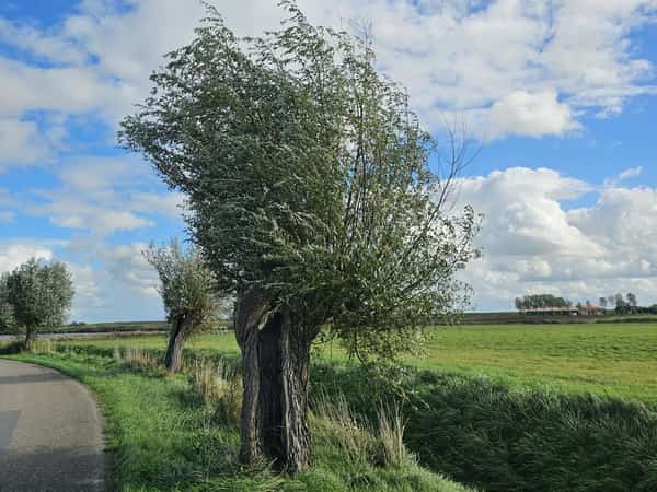 Knotwilg langs een landweg met grasvelden en wolkenlucht
