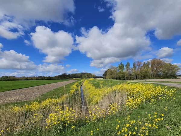 Gele bloemen langs een sloot tussen akkers onder wolkenlucht