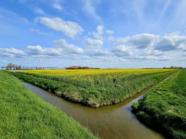 Gele koolzaadvelden langs sloten onder een wolkenlucht