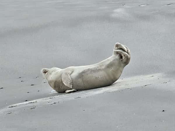 Lichte zeehond ligt met opgeheven kop op het zand
