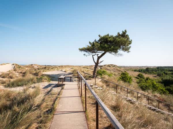 Vlonderpad met een eenzame boom op het duin bij Arjensduin op Terschelling