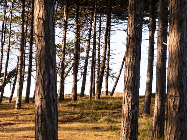 Wandelpad tussen hoge dennen in het bos bij Hee op Terschelling
