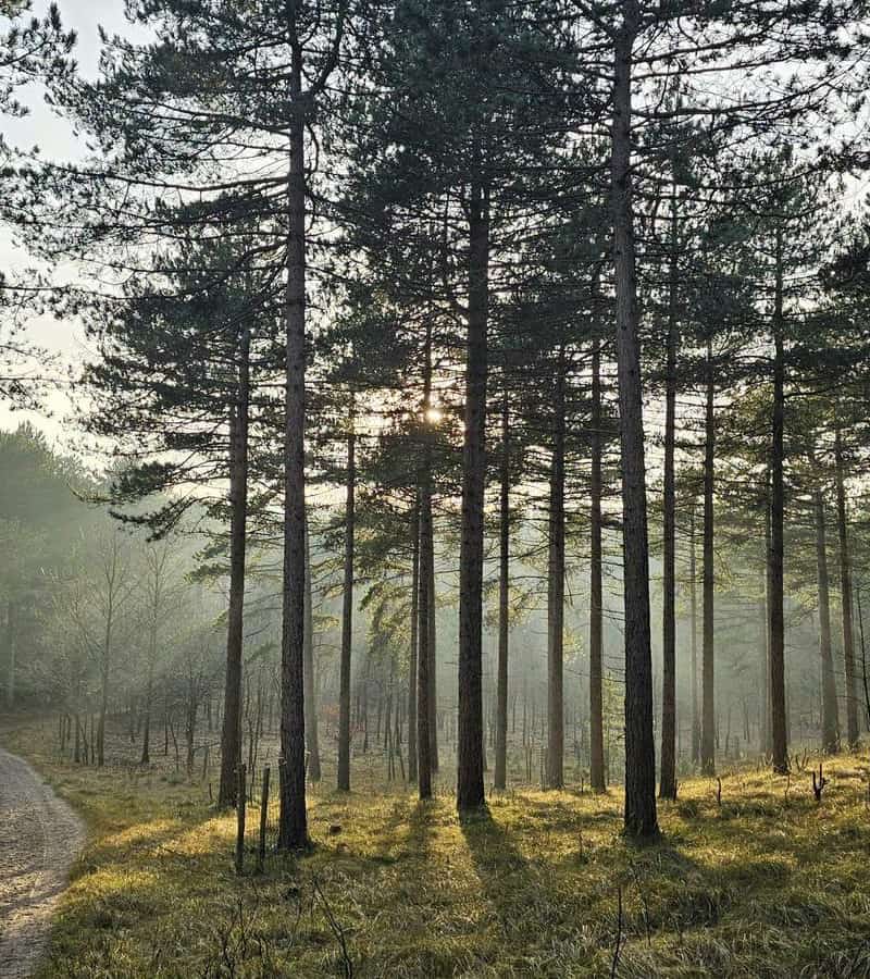 Zandpad door een dennenbos met zonlicht tussen de bomen