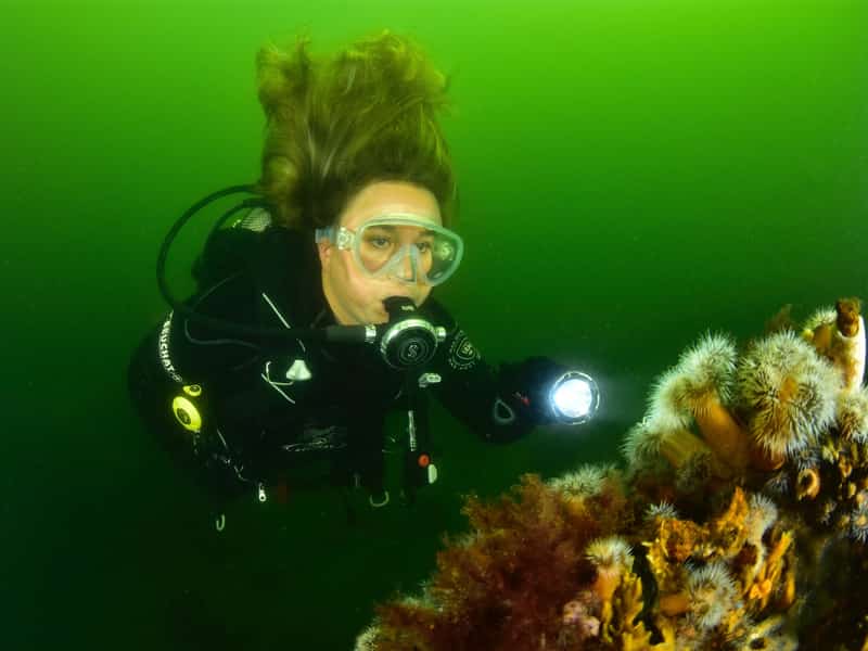 Duiker met duiklamp naast een met zeeanemonen begroeide wand