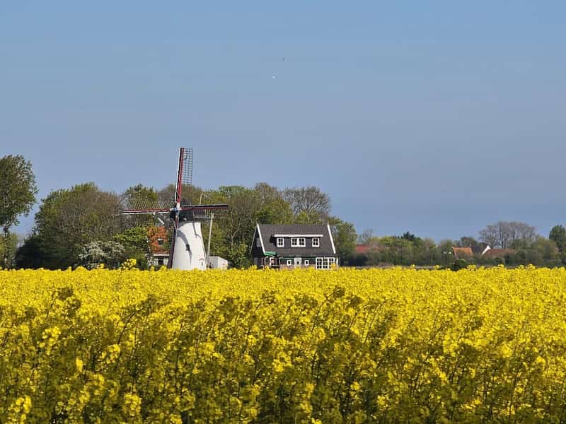 Windmolen en zwart huis achter een geel koolzaadveld