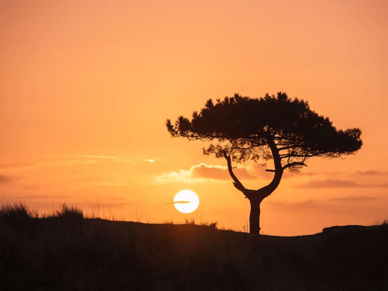 Ondergaande zon naast een boom tegen een oranje lucht