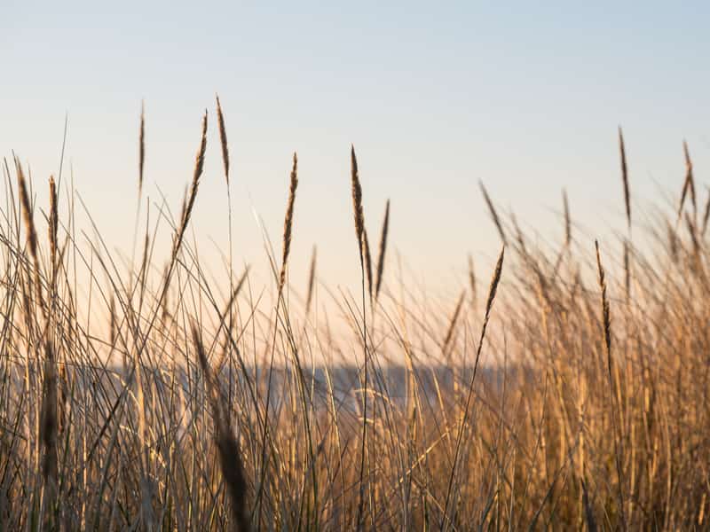 Helmgras in het avondlicht in de duinen van Terschelling