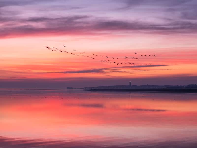 Zonsondergang boven de Waddenzee met vliegende vogels bij Terschelling