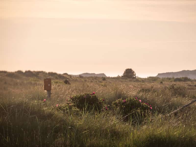Duinlandschap met heide in de ochtendzon op Terschelling